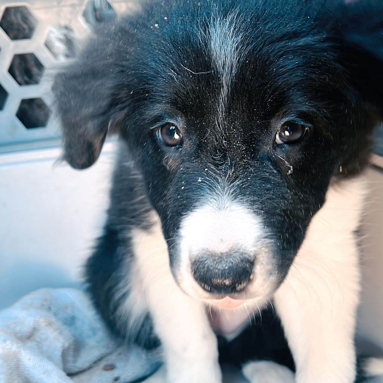 Pet travel photo 6