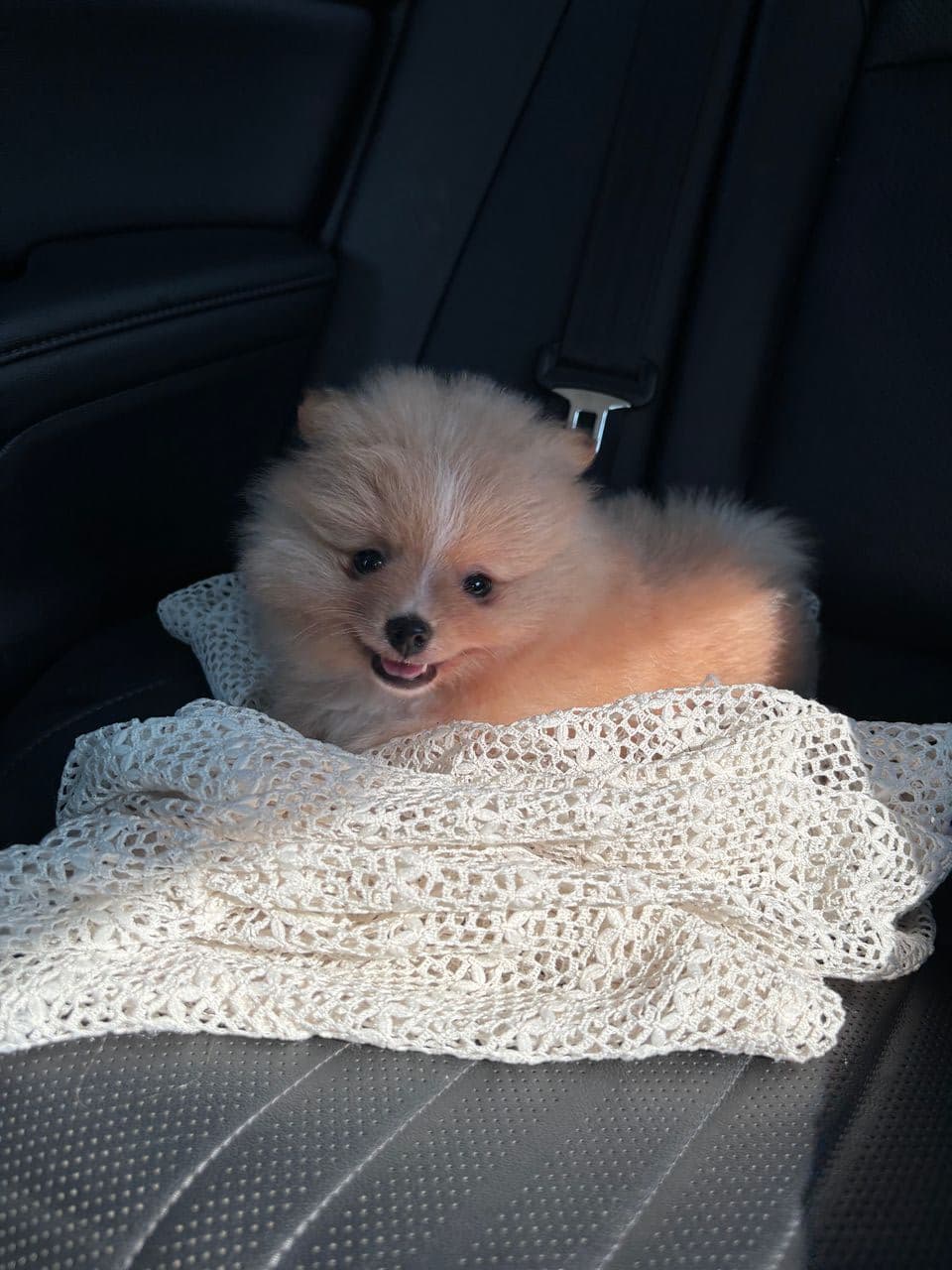 Pet travel photo 4