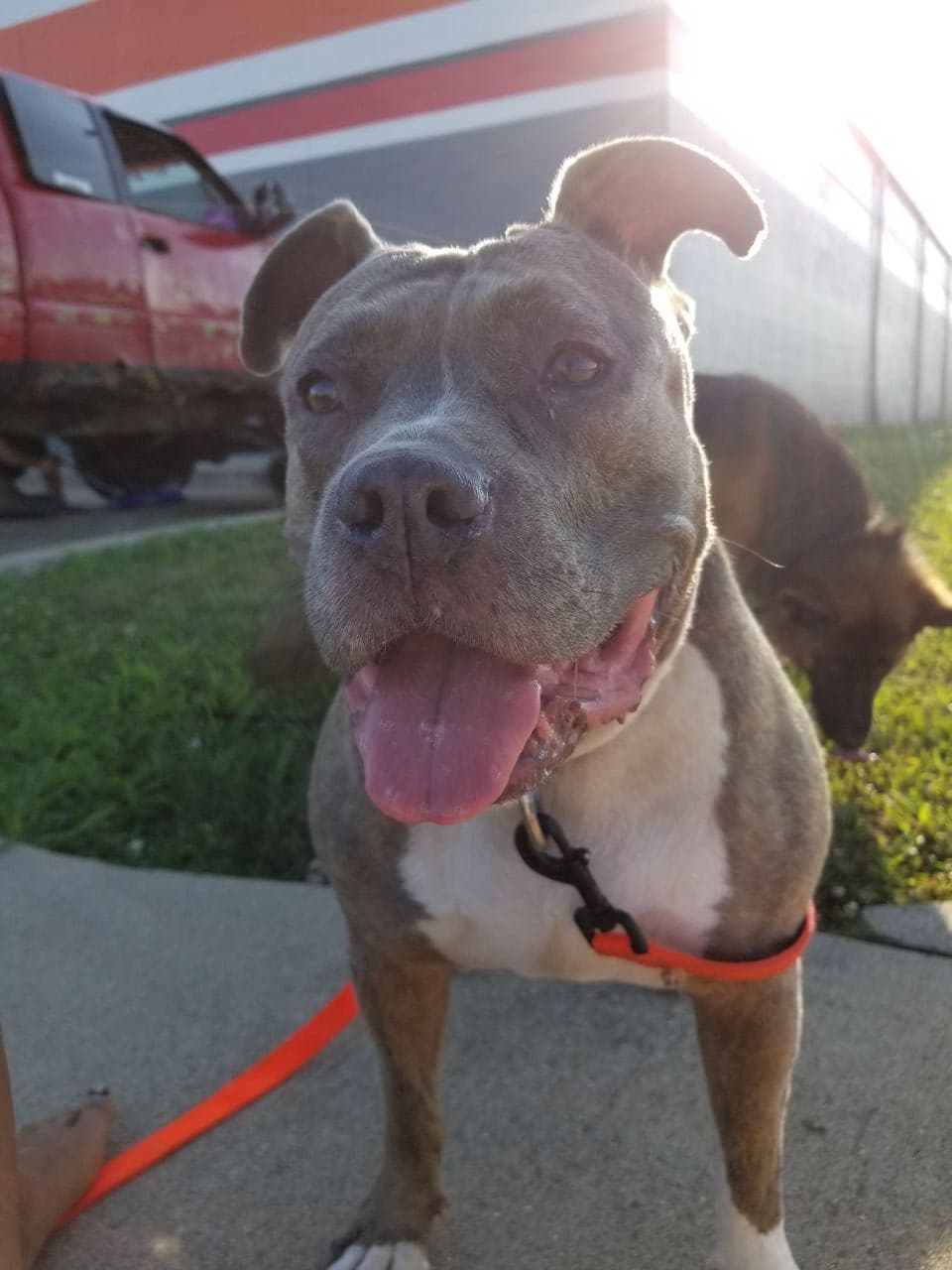 Pet travel photo 2