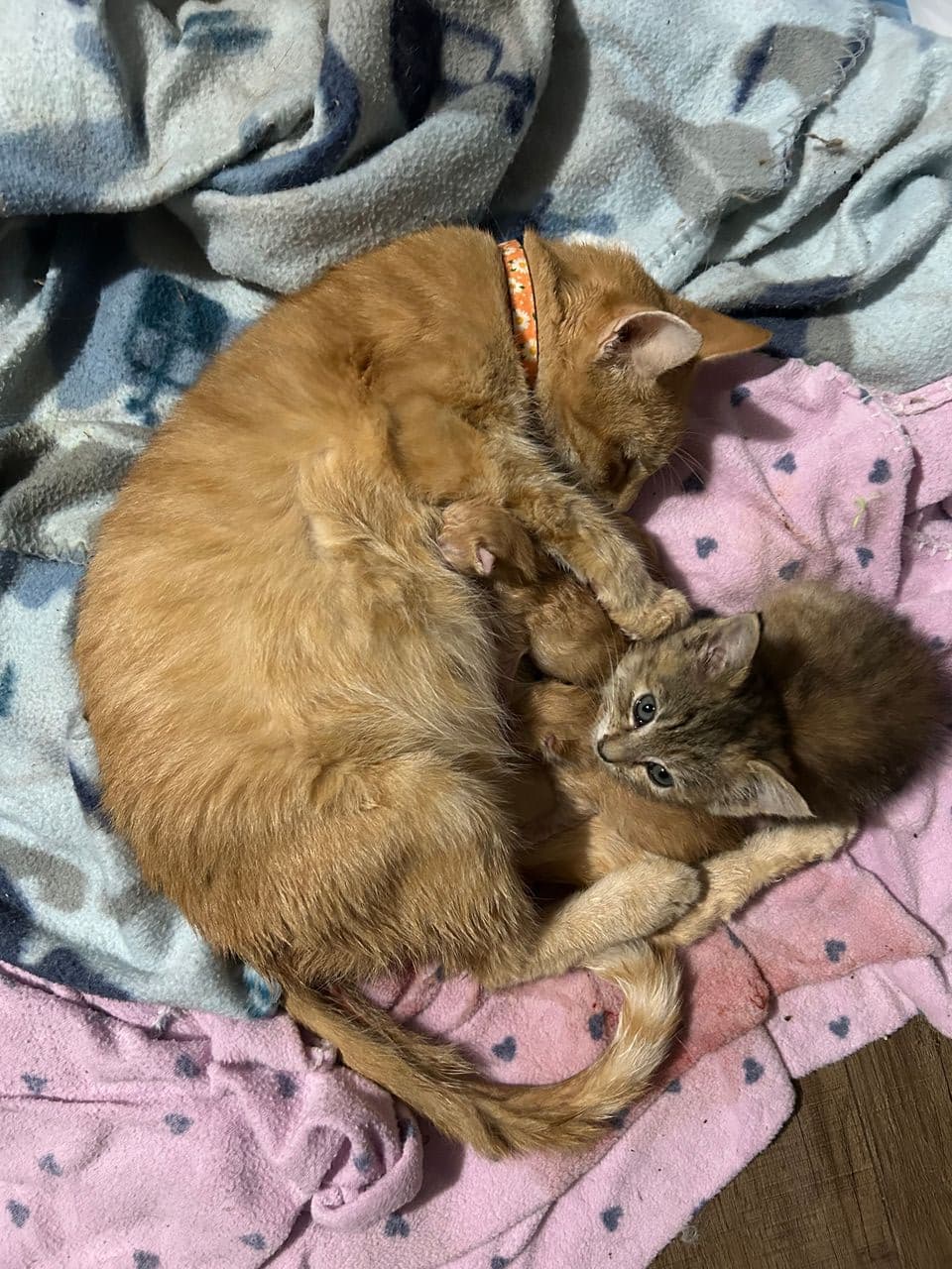 Pet travel photo 2