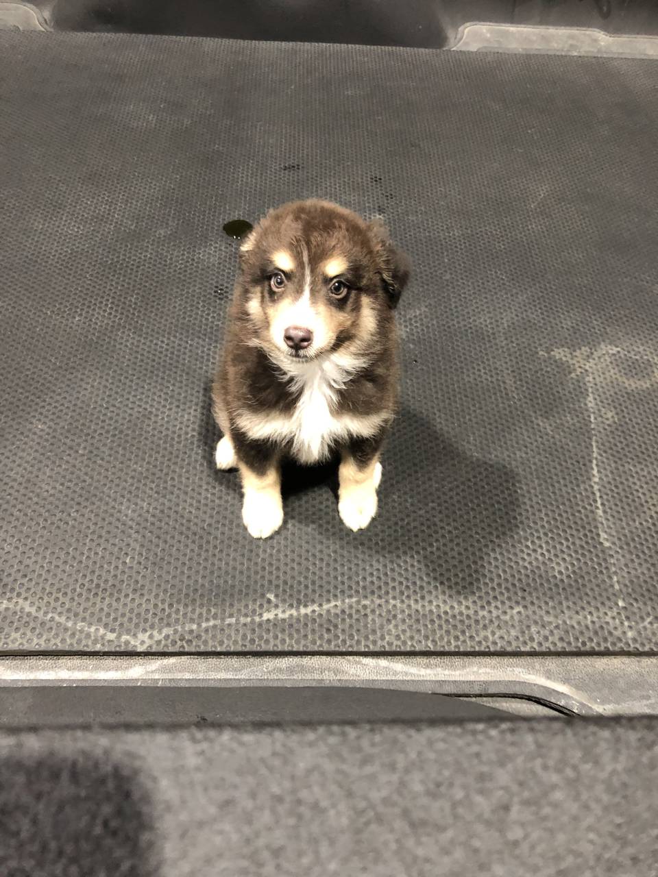 Pet travel photo 5