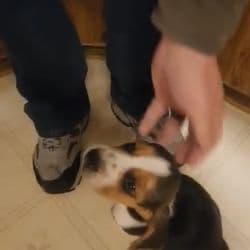 Beagle named Duke