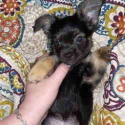 Chihuahua named Oreo