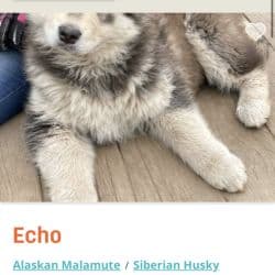 Alaskan Malamute named Echo