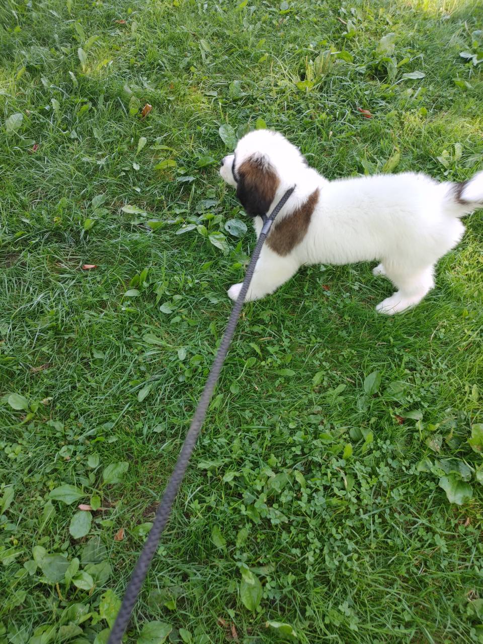 Pet travel photo 5