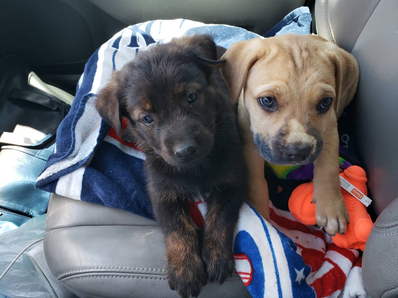 Pet travel photo 3