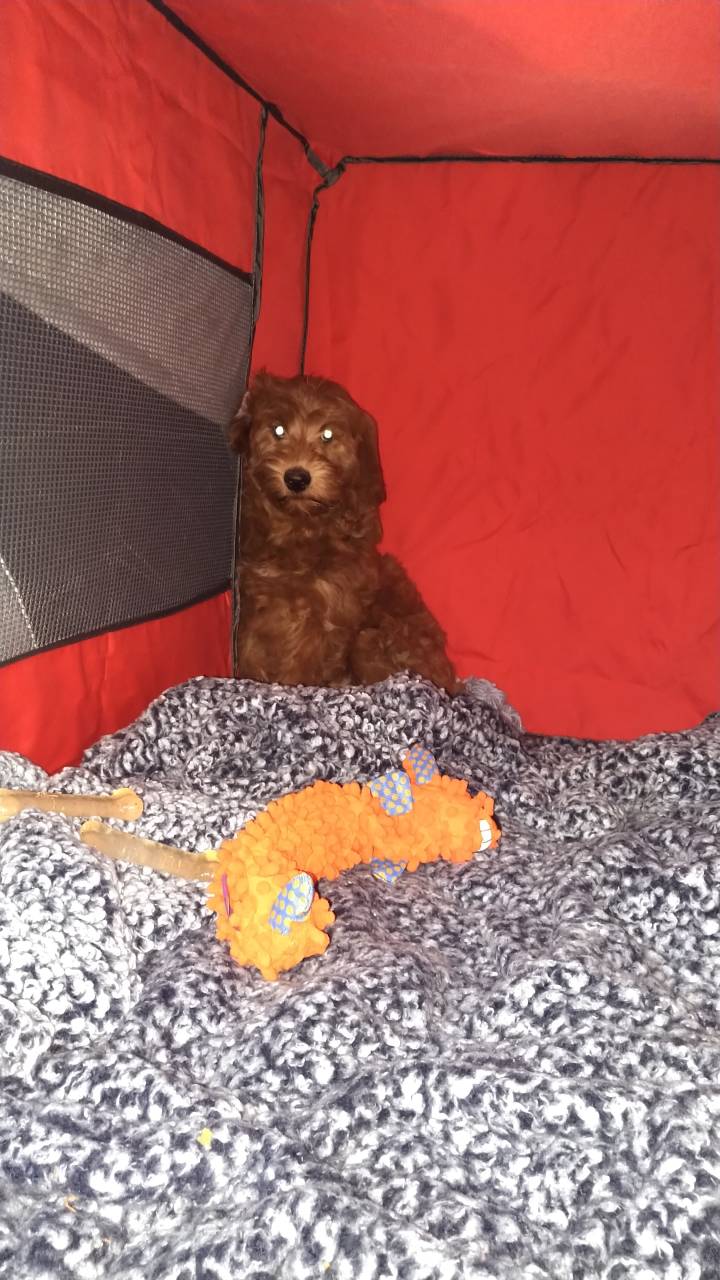 Pet travel photo 4