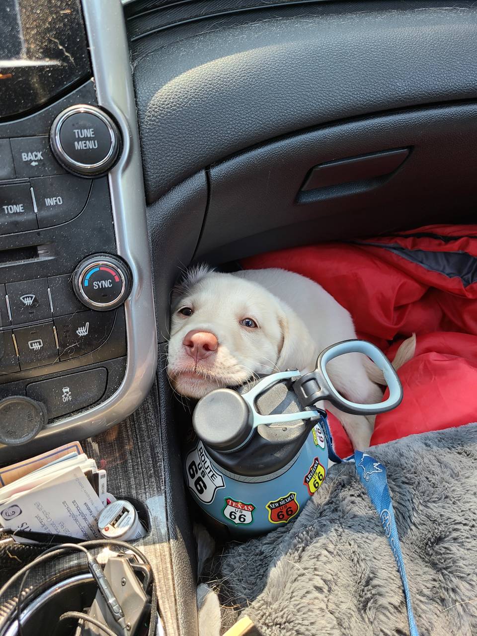 Pet travel photo 3