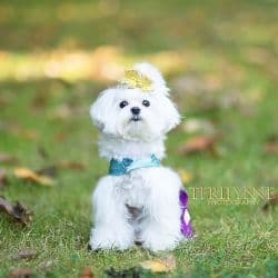 Critter Caravan Coast to Coast ~C4