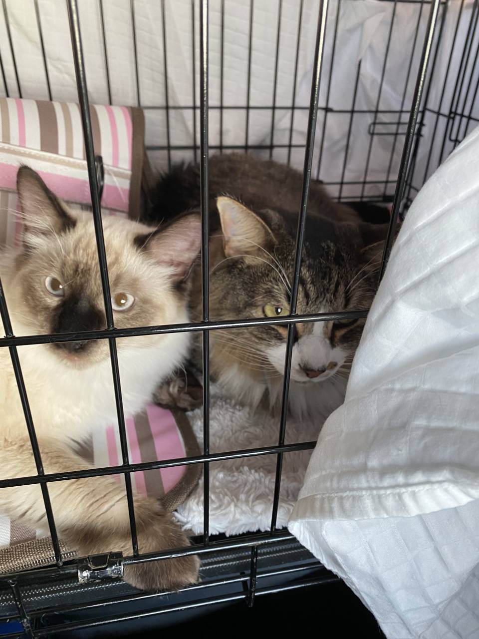 Pet travel photo 4