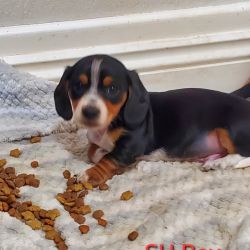 Dachshund named 4 Doxie Puppies