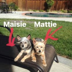 Terrier Mix named Cumming Family Dogs