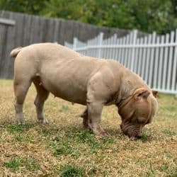 American Bully named Mior