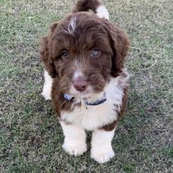 Aussiedoodle named Unknown