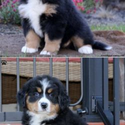 Bernese mountain dog named Brittany And Bryson