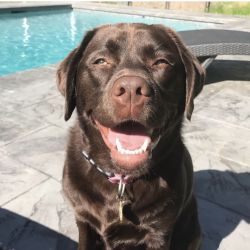 Labrador Retriever named Chowder