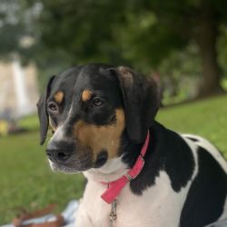 Beagle Terrier named Kaya