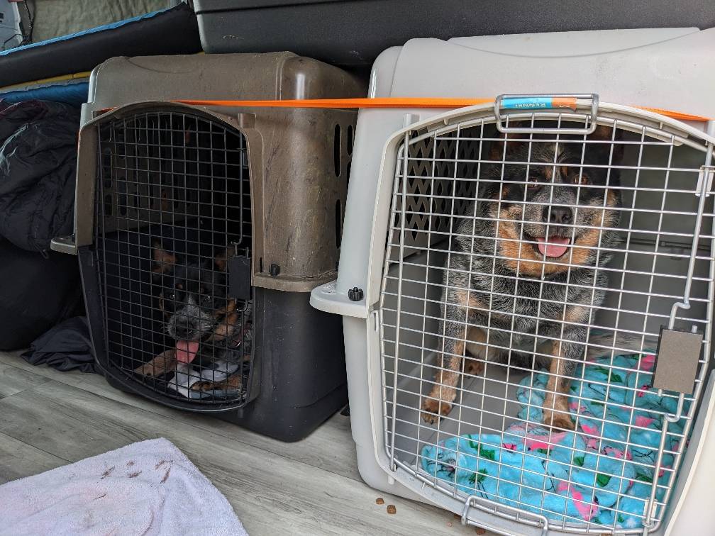 Pet travel photo 4