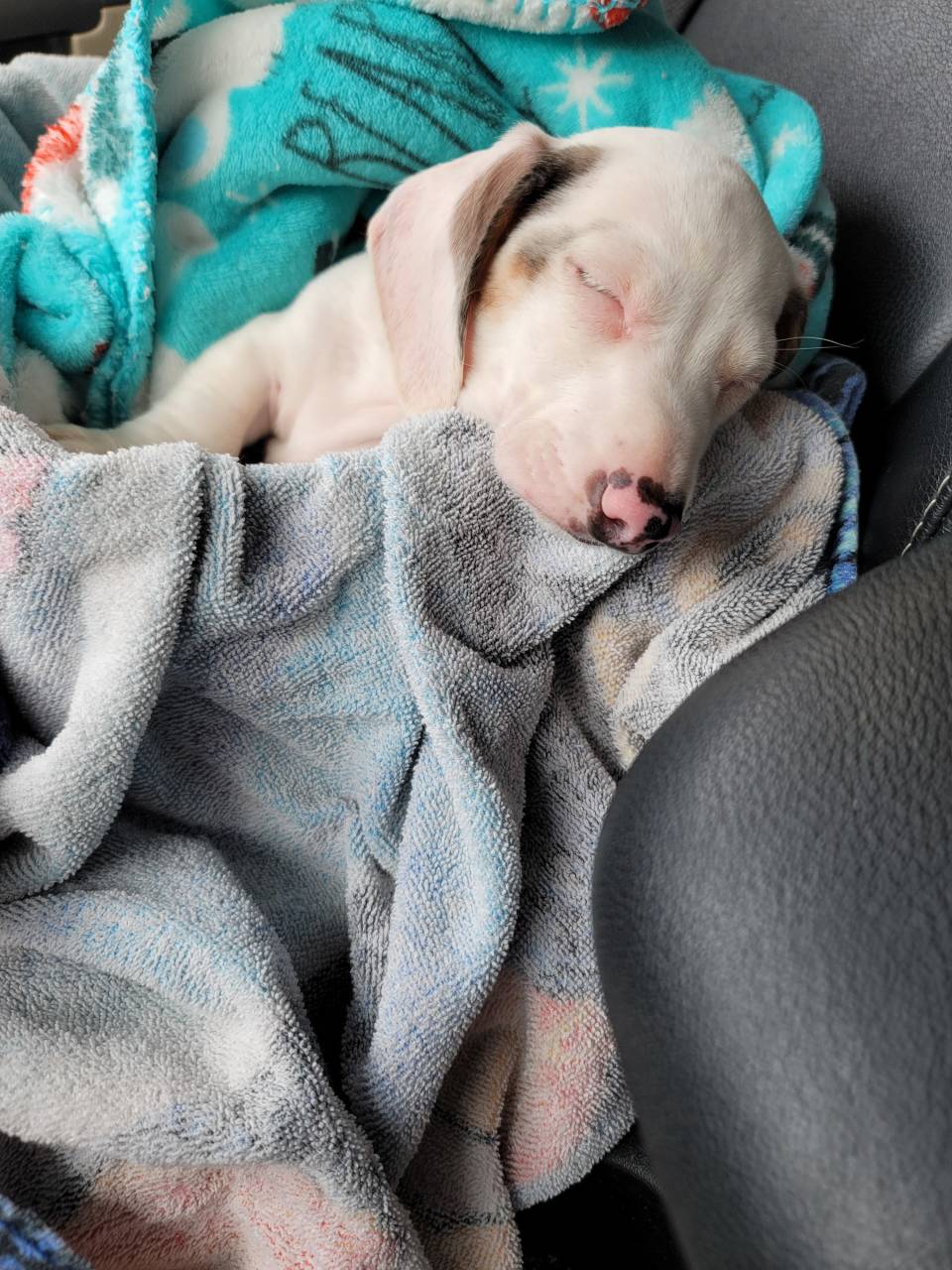 Pet travel photo 5