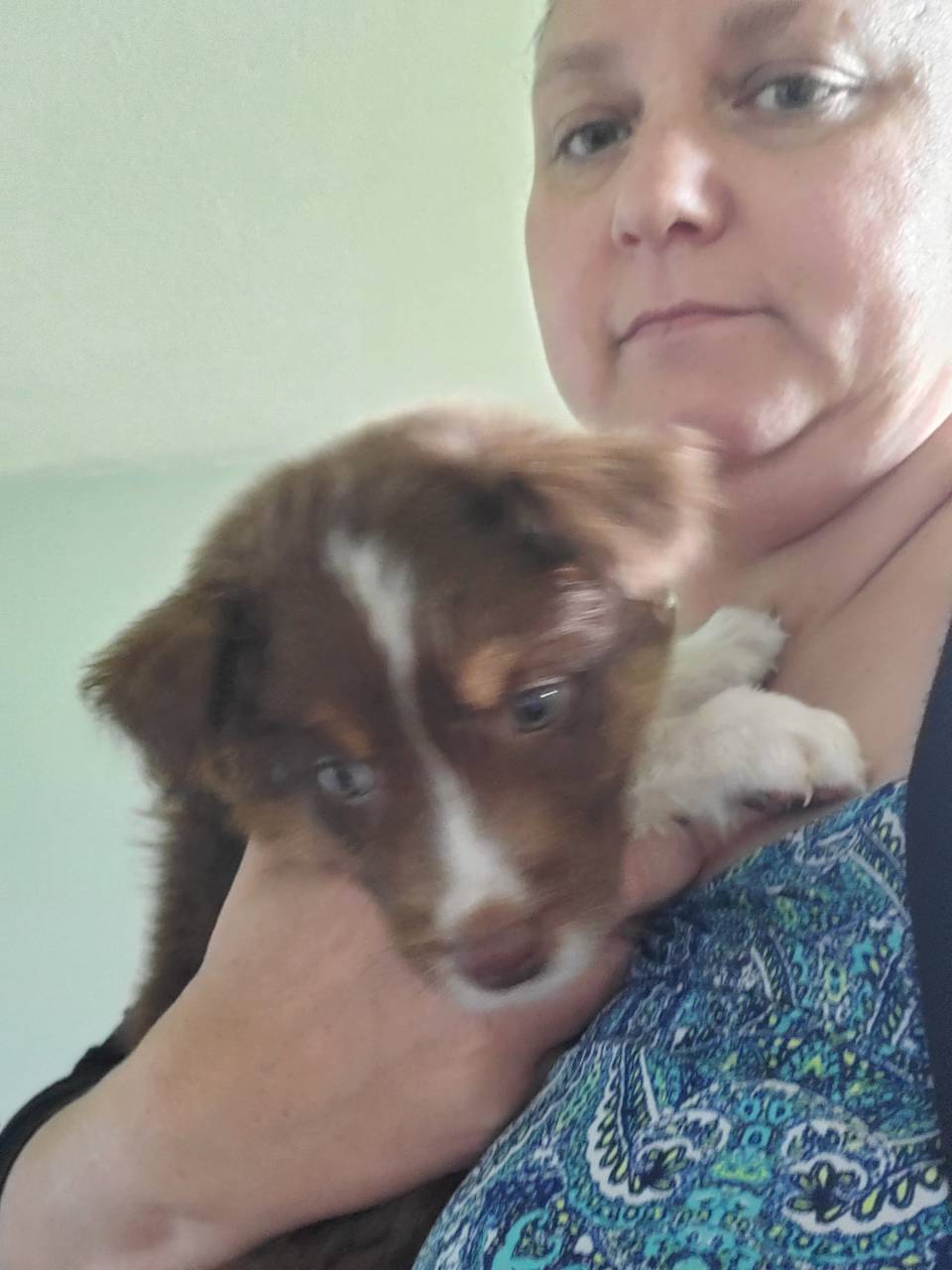 Pet travel photo 5