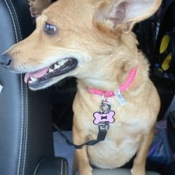 Chihuahua named Gracie