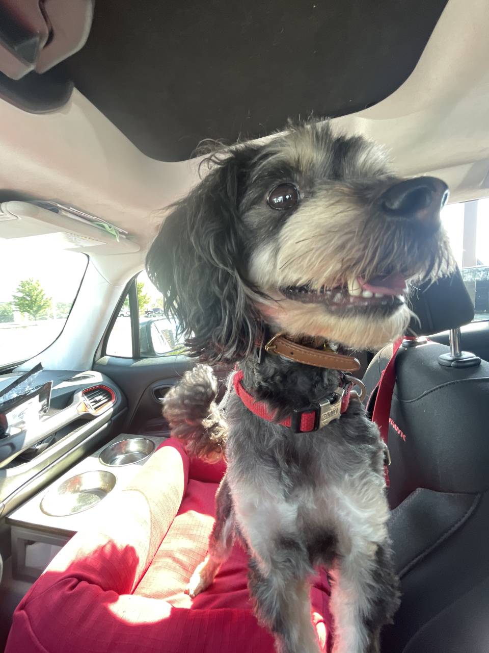 Five Star Furrst Class Pet Travel LLC