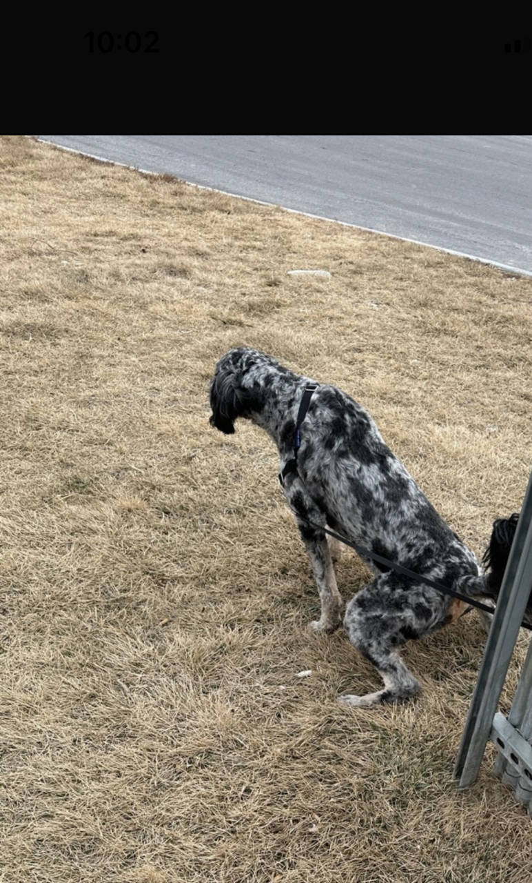 Pet travel photo 5