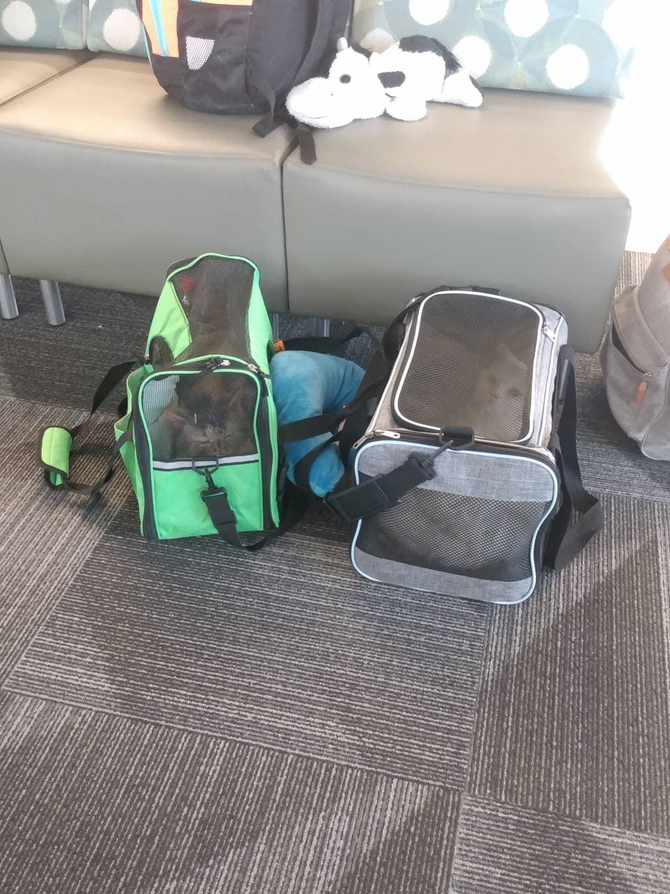 Pet travel photo 4