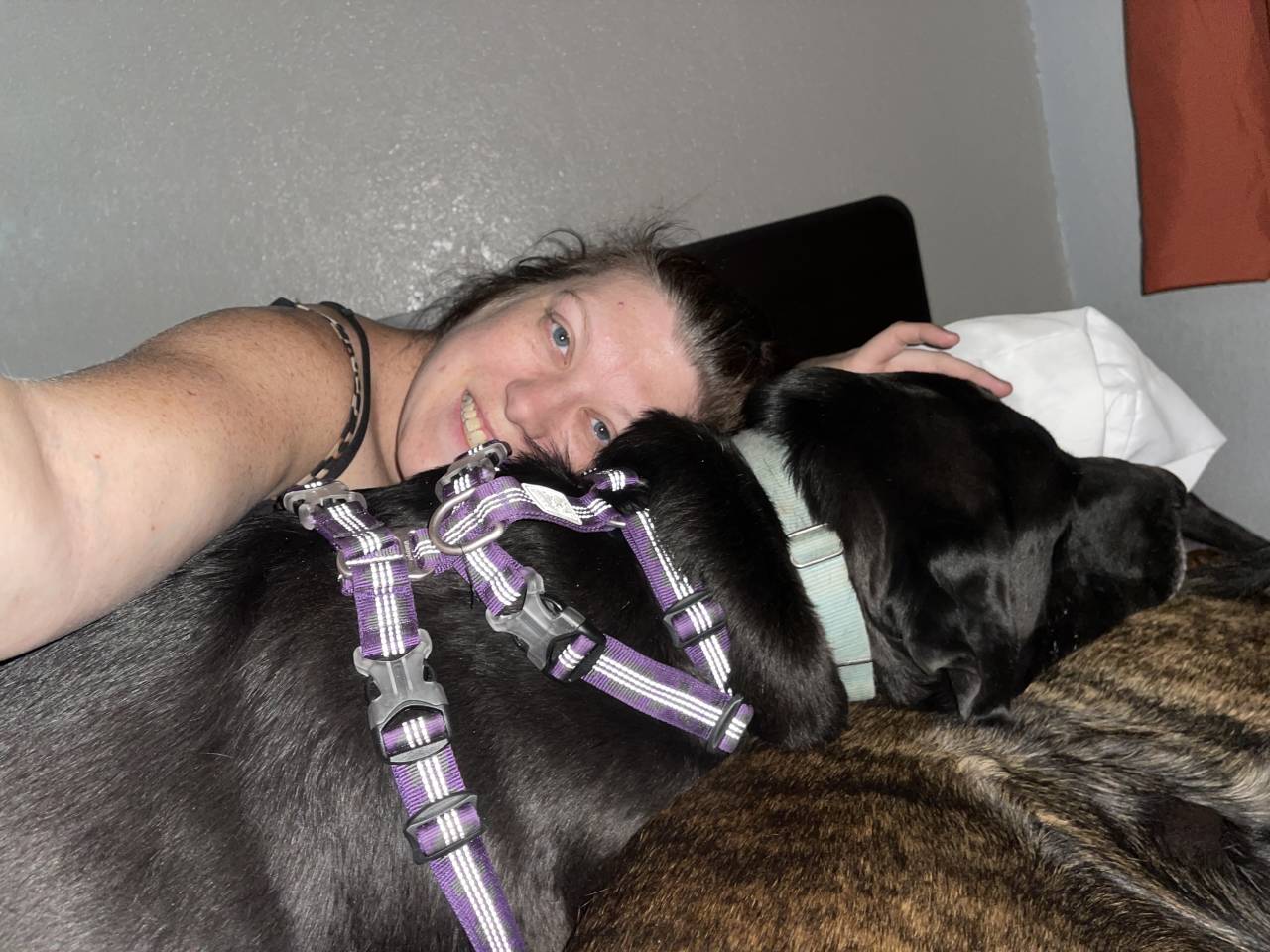Pet travel photo 3
