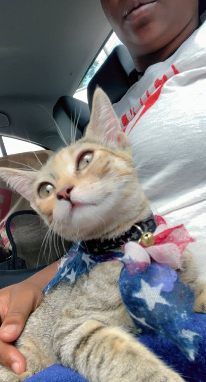 Pet travel photo 5