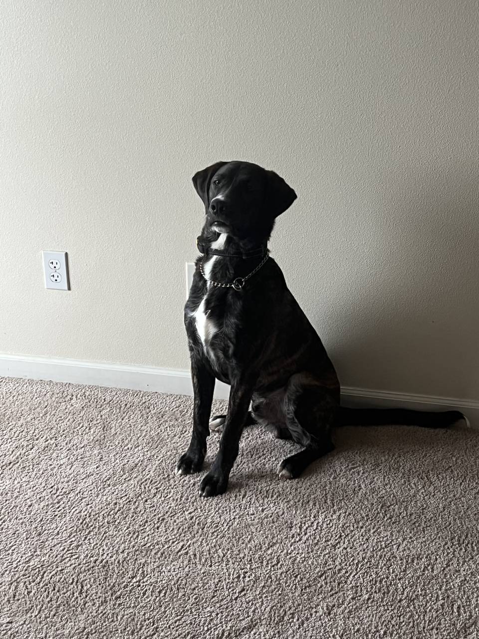 Rico