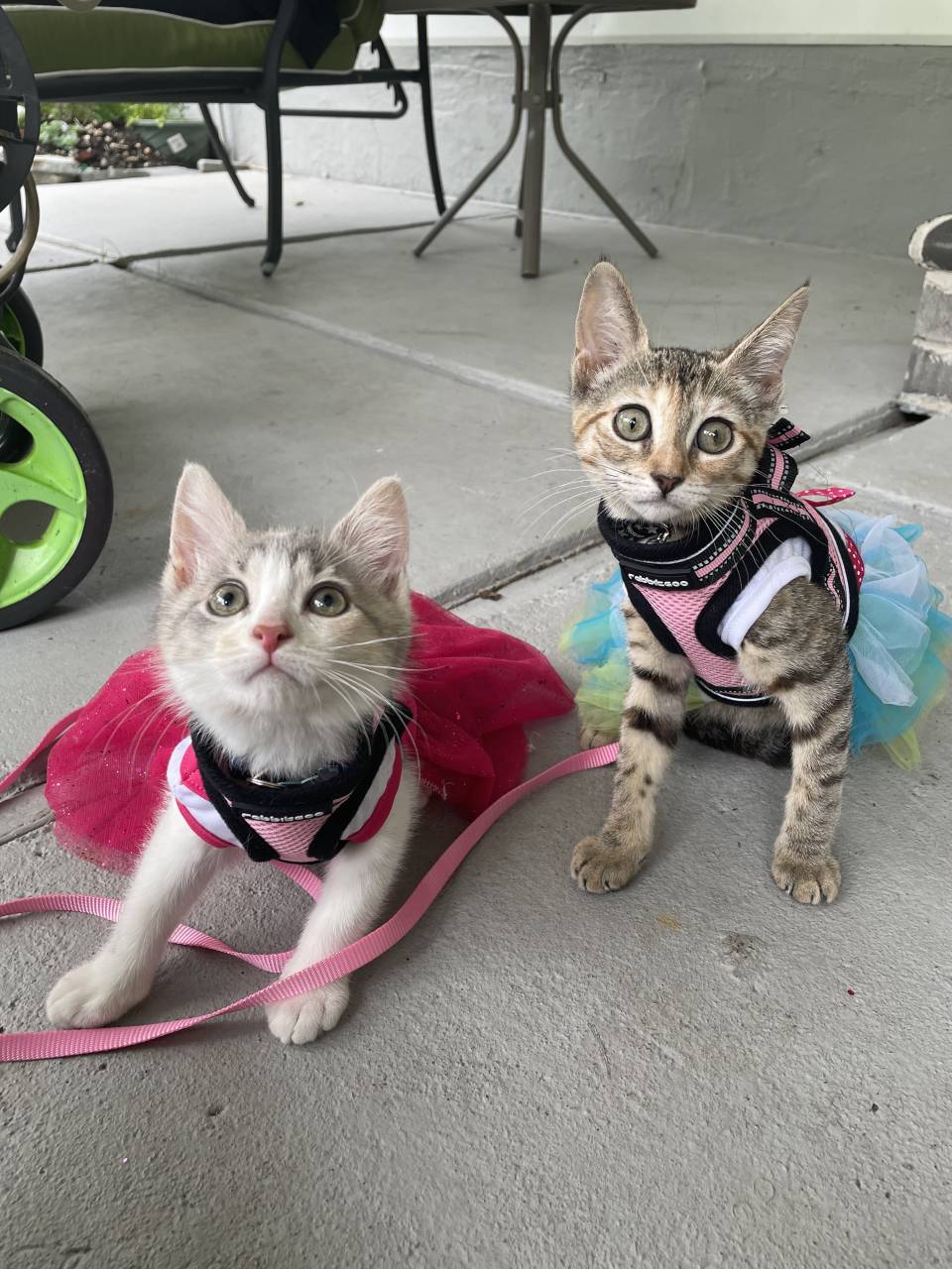 Pet travel photo 6
