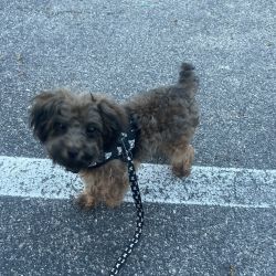 Kuddles and Luv Transport 