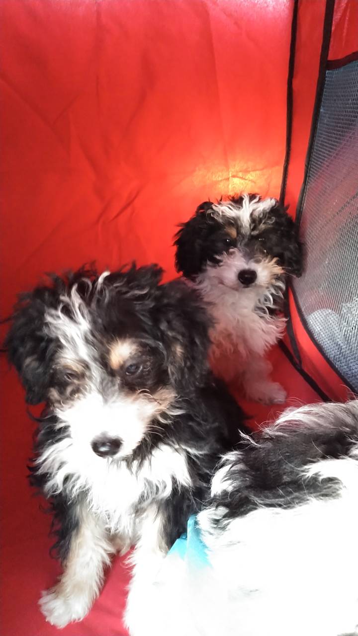 Pet travel photo 6