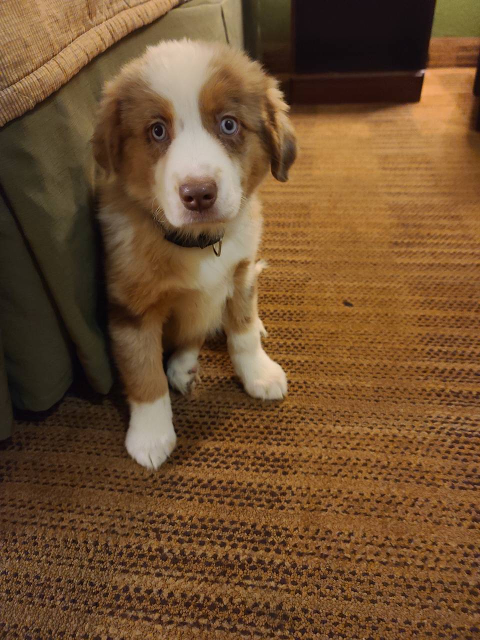 Pet travel photo 4