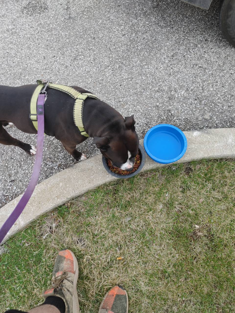 Pet travel photo 3