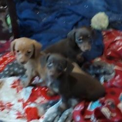 Dachshund named 3 Dachshund Pups