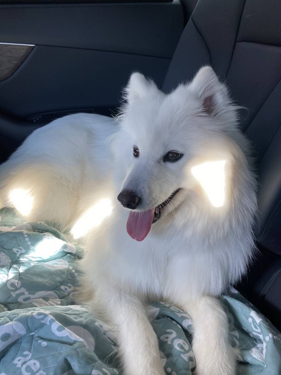 owner with dog 1