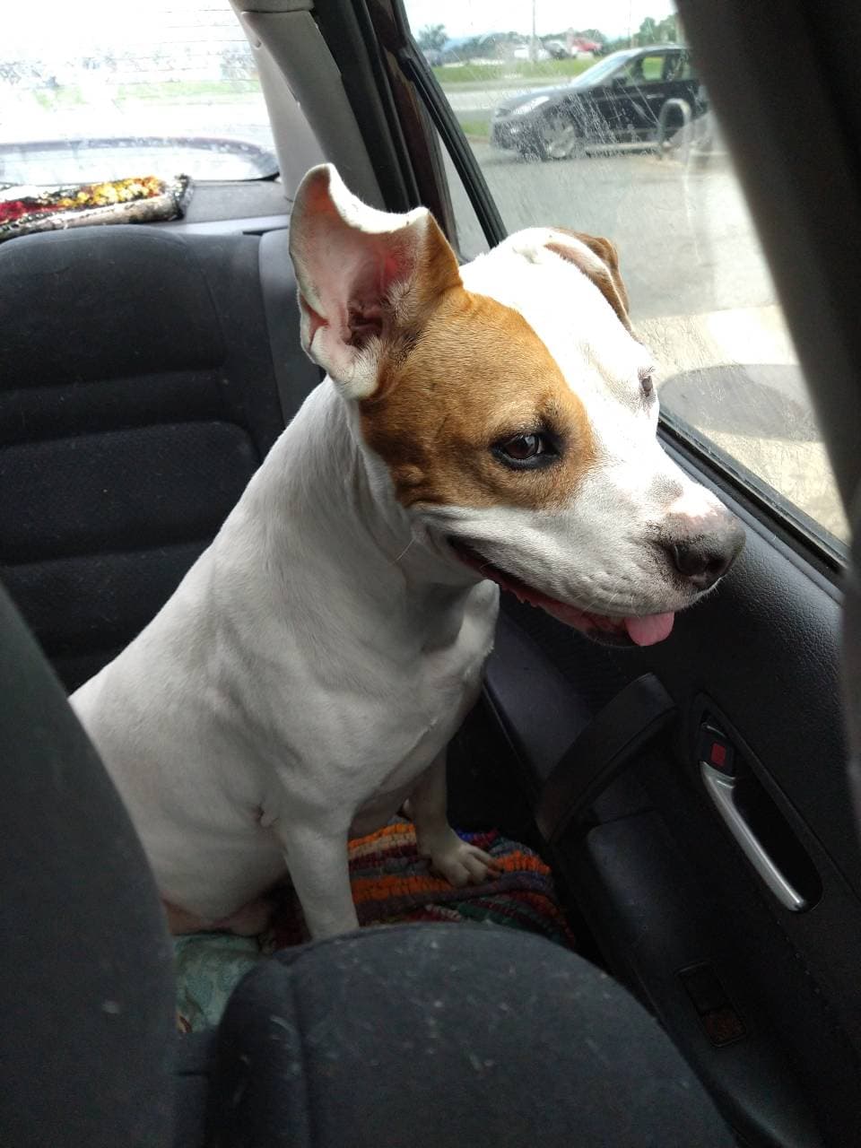 Pet travel photo 5