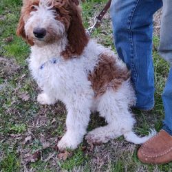 Goldendoodle named Patches
