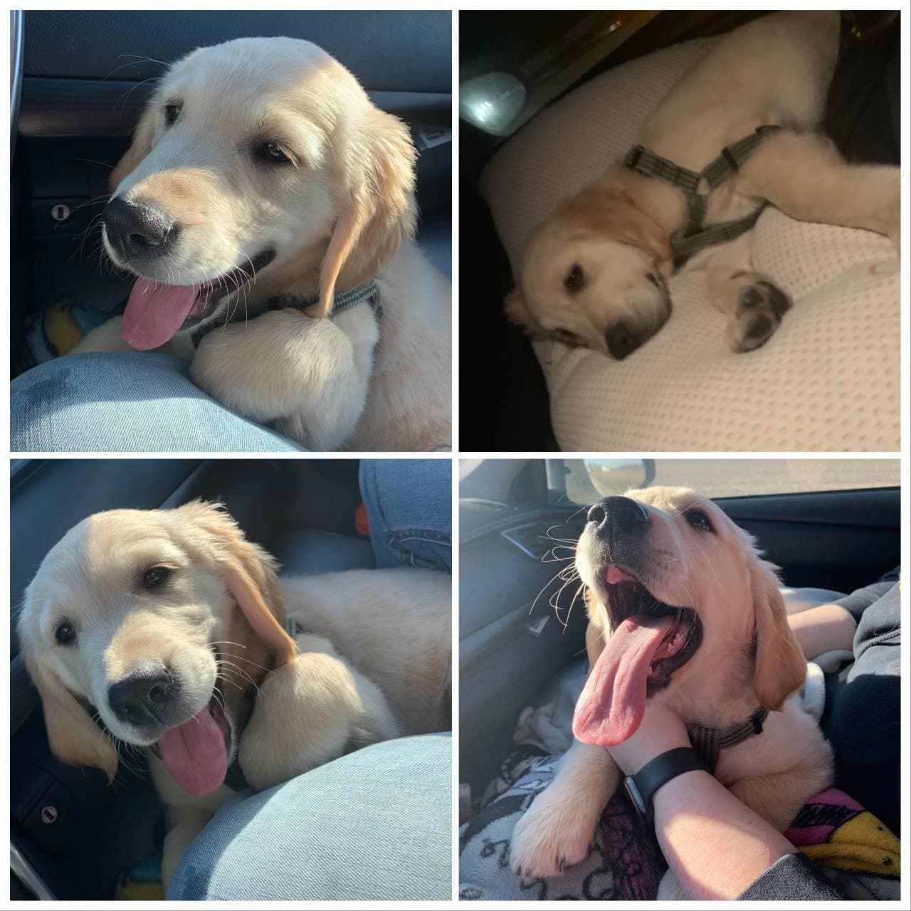Pet travel photo 4