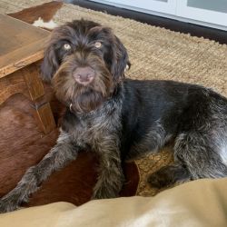 German Wirehaired Pointer named Briggs