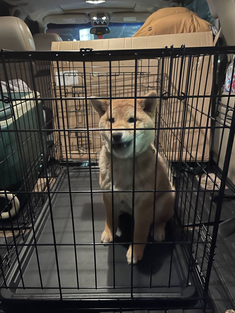 Pet travel photo 6
