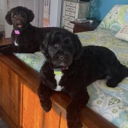 Portuguese Water Dog named Remy & Rue