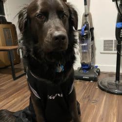 Flat Coat Retriever named Grizzly