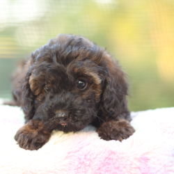 Toy Poodle named Simba