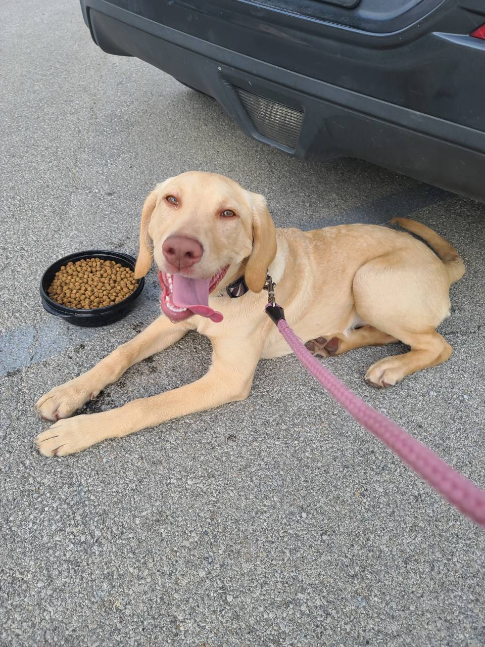 Pet travel photo 6