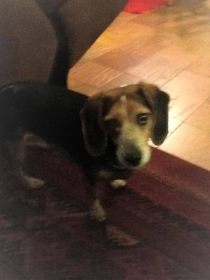 Pet travel photo 6