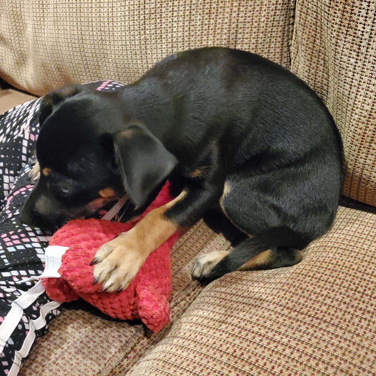 Pet travel photo 1