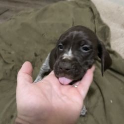 German shorthaired pointer named Puppy
